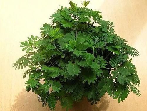用种子培育的含羞草盆栽,还能开出粉色的绒球花朵
