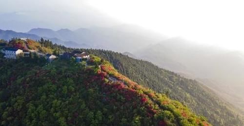 杜鹃花开，染得群山一片红