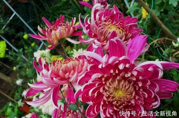 春天种下几株菊花,秋天才能怡然自得地赏花,喜欢菊花的赶紧种!