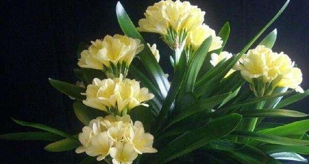 君子兰不见长、不开花“2种料”扔盆里，新芽多，一年开花2次