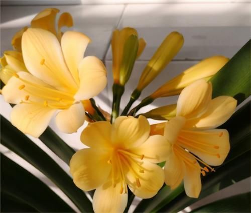 养君子兰，没事喂点“小零食”，叶绿根肥，花又大又艳