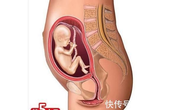 第四个月|胎儿形成的全过程,十张高清组图让你了解生命孕育,感叹妈妈伟大