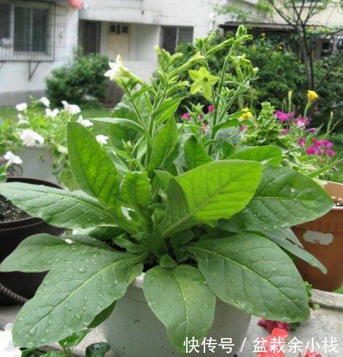 凌霄花|9种漂亮花,热不死晒不怕,开花大半年,没有病虫害,38度成花海