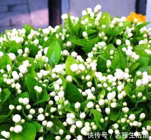 修剪|养4种花可不能懒,勤修剪分枝多,开花一茬接一茬!