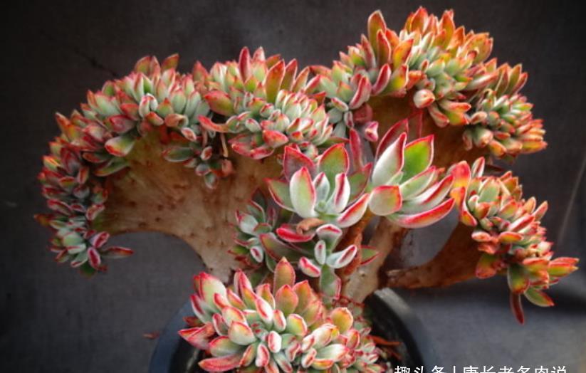 肉友|我们养多肉的过程中该不该给多肉砍头?什么时候砍头合适?