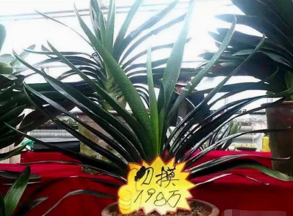 老桩|6种富贵花,全都“寿命长”,轻松养成老桩,越大越“旺家”