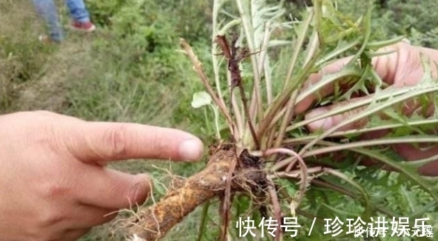 蒲公英|它是天然“黄体酮”,女人经常吃一点,子宫可能会对你说“谢谢”
