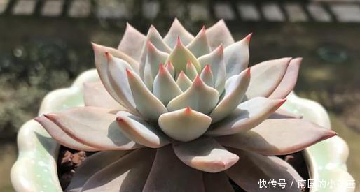 成群|多肉容易摊大饼?教你几个小技巧,重新缀化,憋成群生肉墩子!