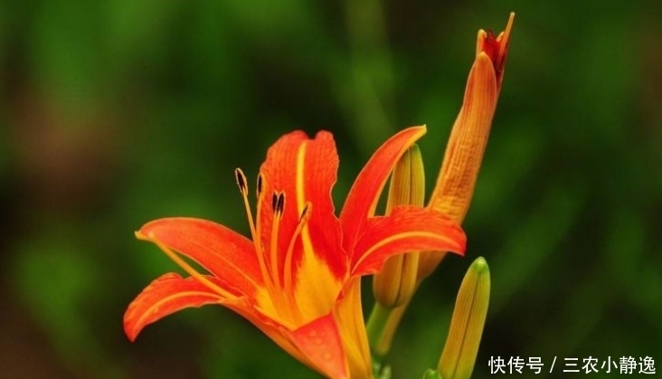 养花|喜欢养花,不如养盆萱草花,被誉为母亲花,清香秀气,优雅多姿