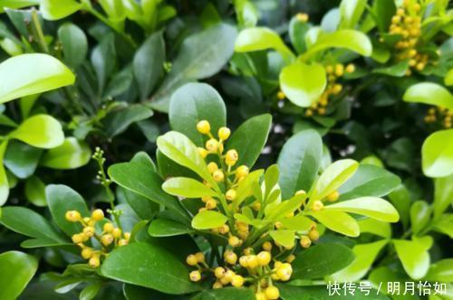 4种漂亮花,一样的喜好,同时管理不要偏心,开出小花园!