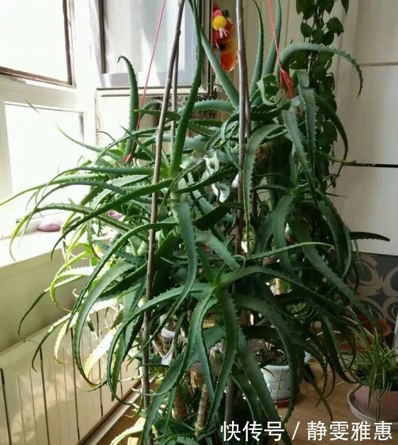 10年芦荟老桩,做成盆景超级好看,观赏价值特别高