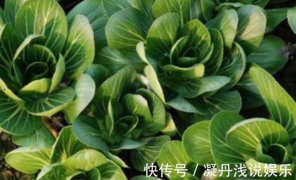 防治|油菜活血化瘀,解毒消肿,农民冬季种植油菜需一点,稳产又增收