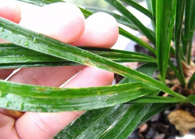 几个养花小偏方,让你“偷懒”把花养好,管用好使花卉喜欢