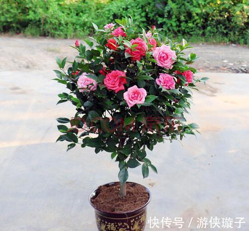 养护管理|茶花养护管理,这三点要做好,才能花大色艳