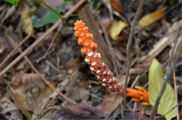 中华草本|常被误认有毒，如今不少人去采摘，一斤12元，农民太疯狂了