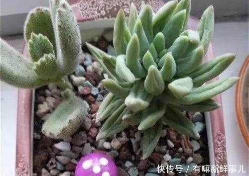 多肉植物|多肉半死不活,浇水也不行教你3招,吹气般的胖起来!