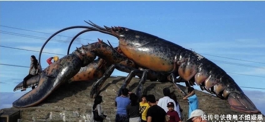 这只龙虾活了134年,受国家特赦免死,吃货只能干瞪眼