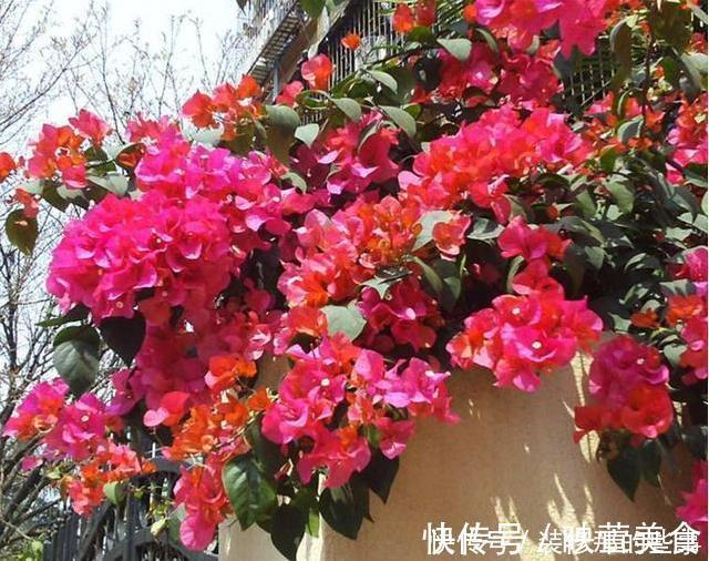 生长|有露台就种这三种花，生长速度快，遮阳好养漂亮，花儿开成瀑布