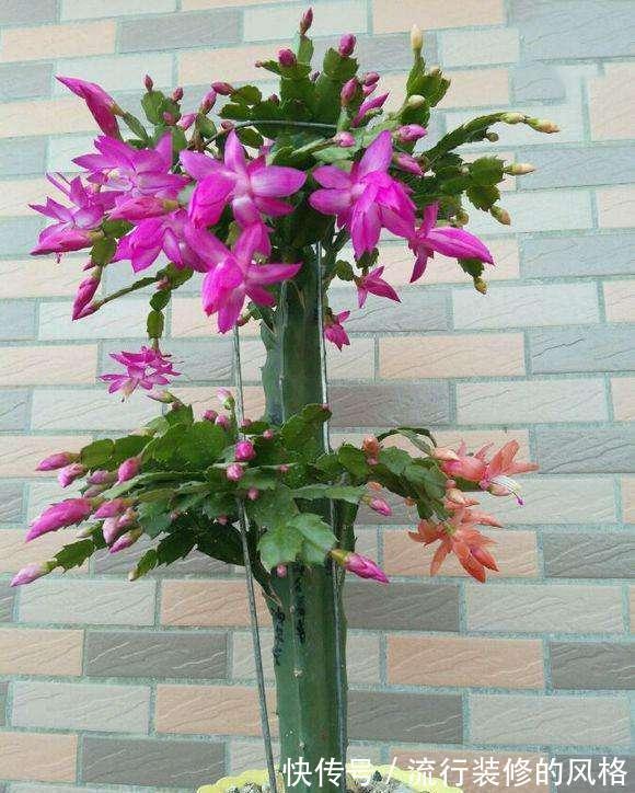 蟹爪兰|立秋之后,蟹爪兰这么养,叶子厚又亮,开花大爆发