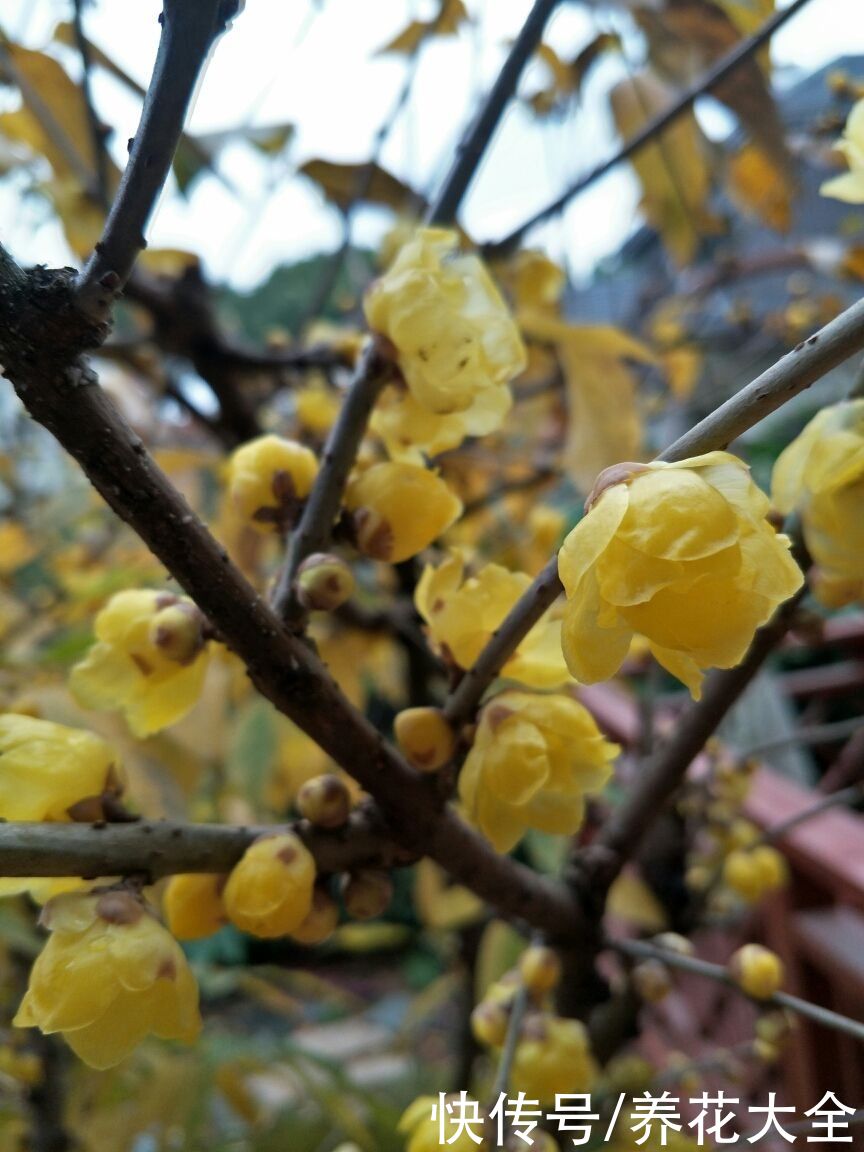  开花|天冷养“雪中四兄弟”，冰天雪地也开花，冬天开出“满园春色”