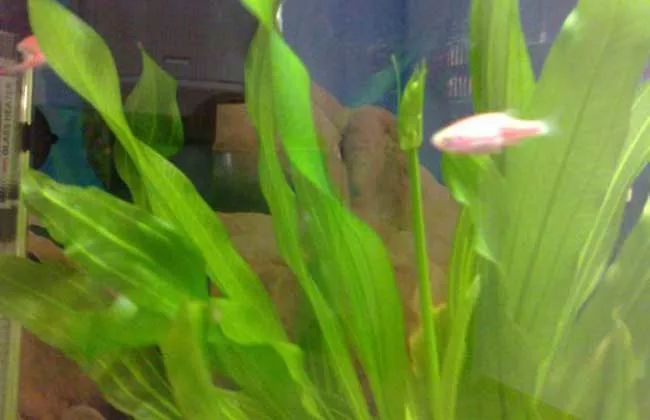 鱼缸的水草变黄怎么办