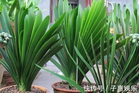 磷酸二氢钾|头次见用“它”浇君子兰,怪不得叶子又宽又绿,太实用了