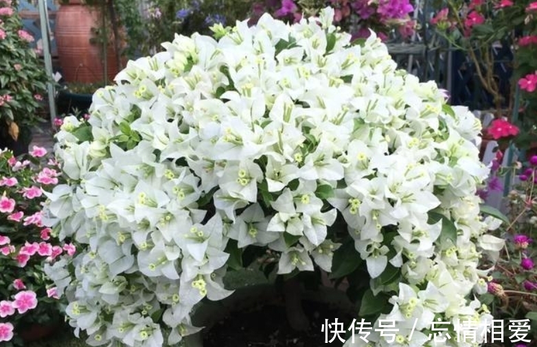 花球|要想三角梅开成“花球”,要定期修剪,再做好4点,才能花开不停