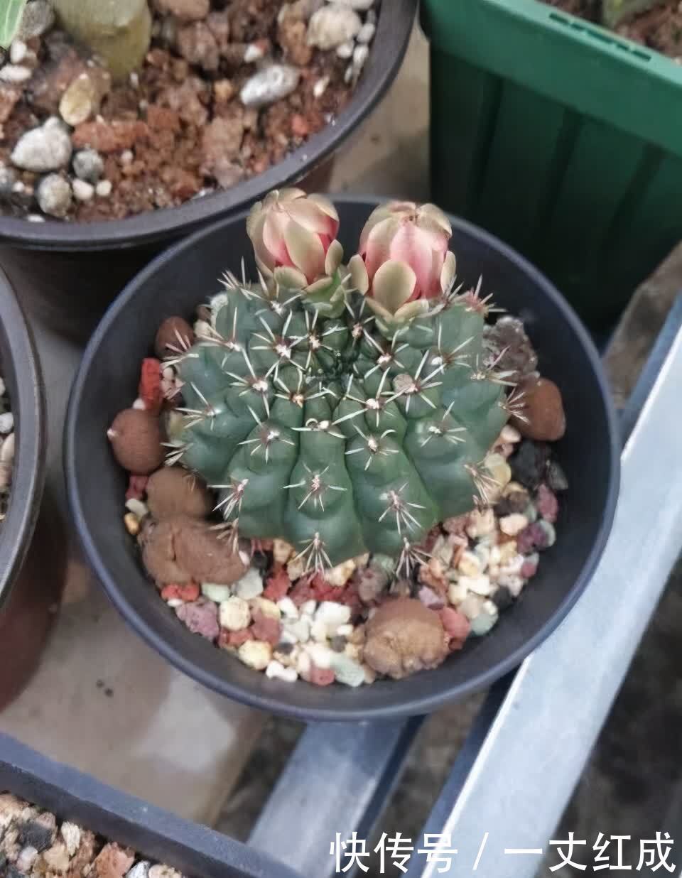 仙人球怎么养才能开花多？记住一点，一棵开20朵，很惊艳