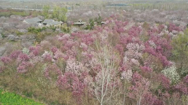 3月，鄢陵最美的地方！