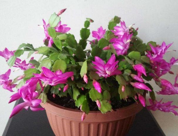 蟹爪兰“剪一剪”,花芽又能“蹿满枝”,半月不到,开成花瀑布