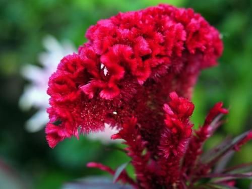 健康|女性平时常吃此物,排出体内毒素,远离妇科病,子宫更干净!