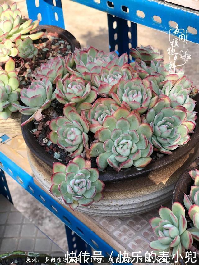 多肉，一位来自神奇大自然的良师益友！