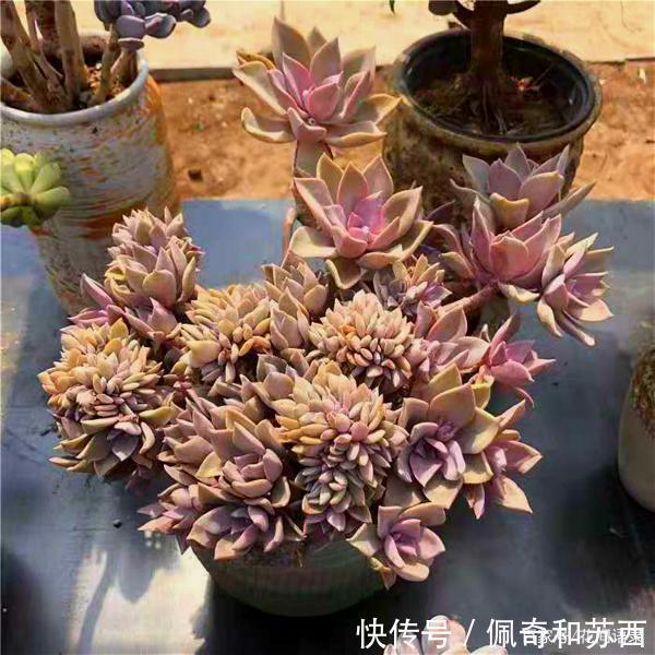 12种值得珍藏的多肉,越老越美丽,养成老桩才值钱