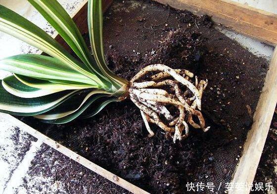 有机肥|养花用什么土好这样“用土”,土不板结,茁壮生长,开花很旺