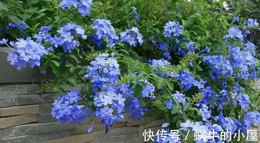 复合肥|5种漂亮花,7月养一盆正当时,越热开得越旺盛,花苞砰砰满枝头