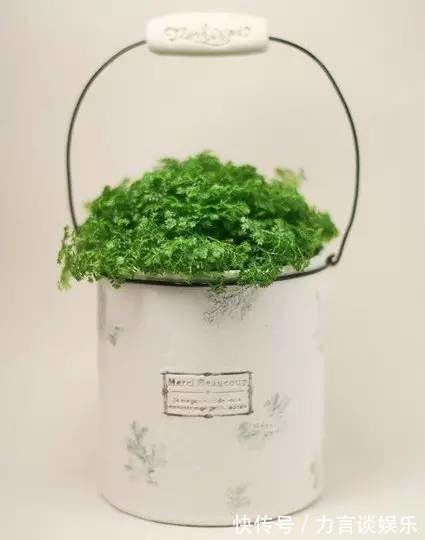 旧物|旧物改造,废弃奶粉罐巧变铁皮小盆栽