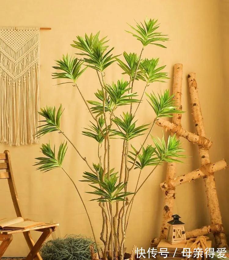 8种“漂亮花”别晒大太阳,一晒就耷拉,客厅不见光,养成绿森林