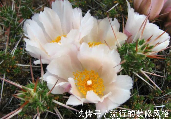 多肉植物|拟叶仙人掌，不同寻常的多肉植物，仙人掌科的奇葩