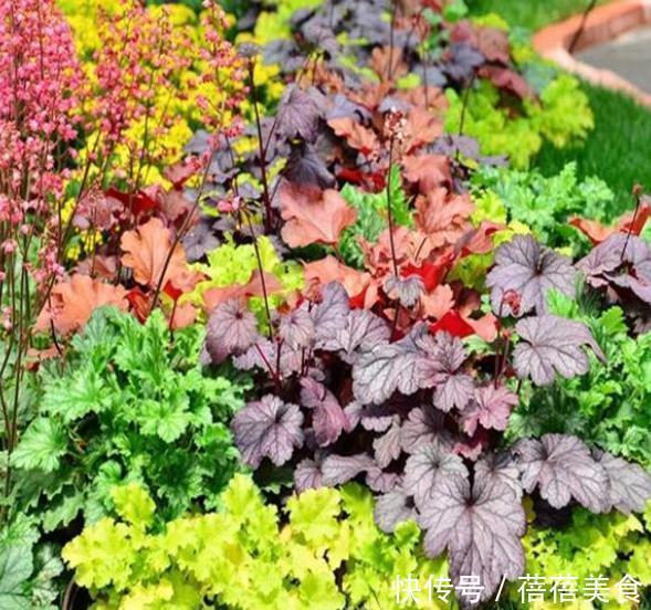 6款花现在养一盆正当时,价格便宜好养护,春节前后开满花