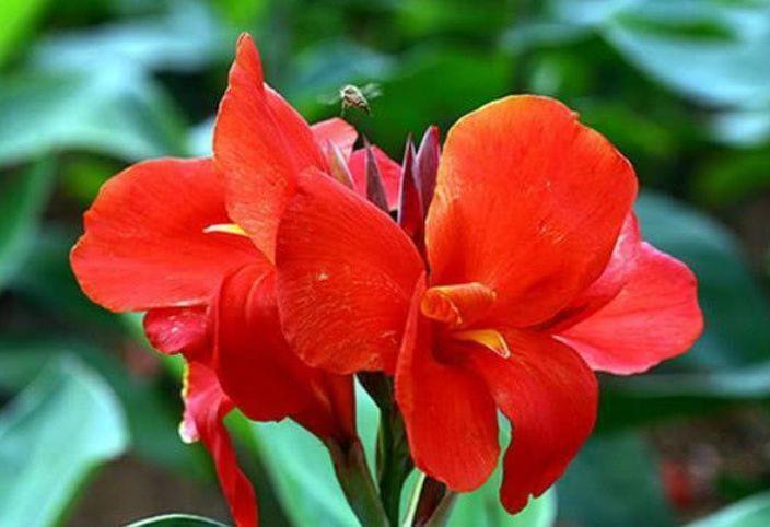 适合冬天养的花卉,风吹开花旺,满屋子飘香