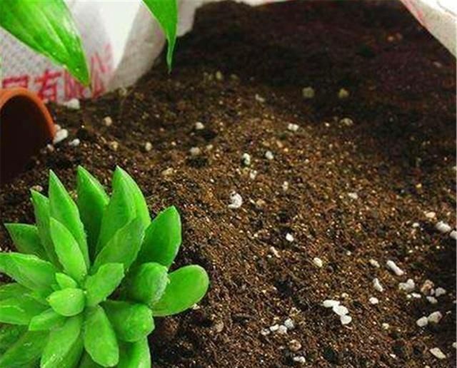 不生虫|养了多年花,才知道鸡蛋壳这么处理,不生虫、肥效足,养啥啥旺