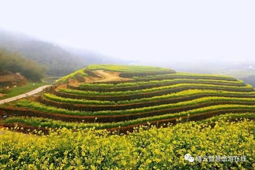 抓紧去打卡！缙云醉美的梯田式油菜花就在这儿！