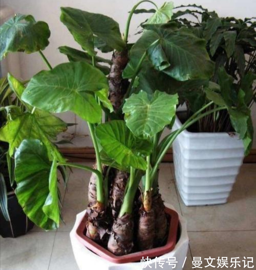 花卉|家里经常养的5种花,很多人还不知道有毒性,养护时要注意