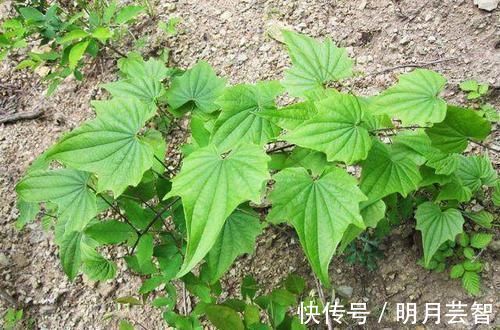 金不换|农村一种平凡的野草,地下藏着“金不换”,泡酒是养生神器