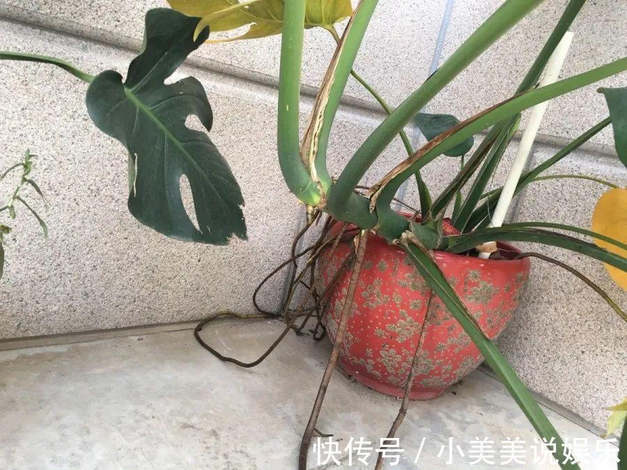 给这花换盆，土里扒出30个崽，根本不用扦插！