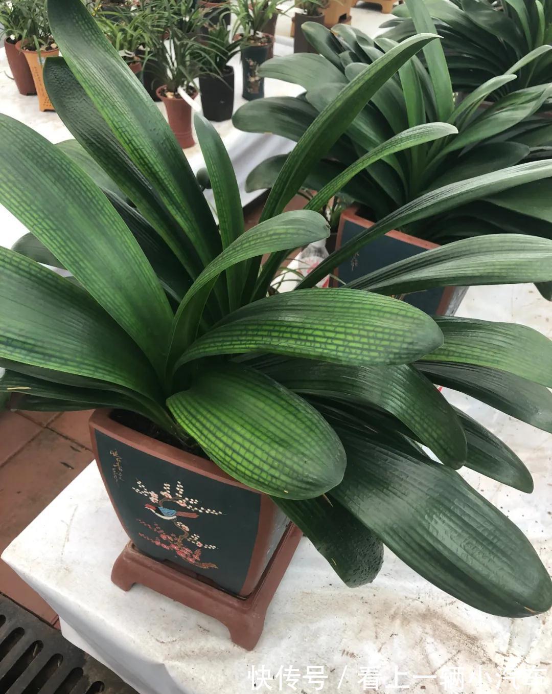 养花不会施肥，花又小又弱，17种花卉的施肥方法，赶紧收藏