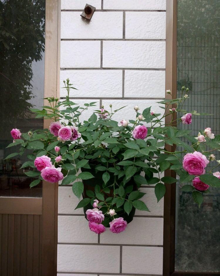 适合阳台养护的几款花卉几,不易生病好养护,花开不断