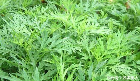 找上门来|女性睡前,把艾草敷肚脐里,坚持一段时间,3大好处找上门来