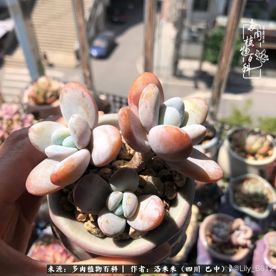 时间是多肉最好的滤镜!附个人养护经验!