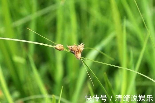 野草|农村这种野草你肯定见过，有开胃消化食物，清热利湿的功效！